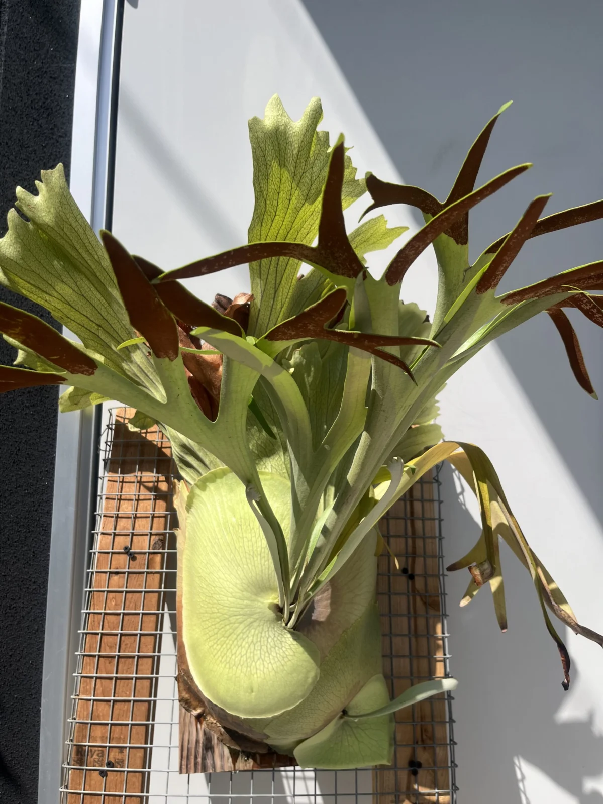 ビカクシダ ケンイチ