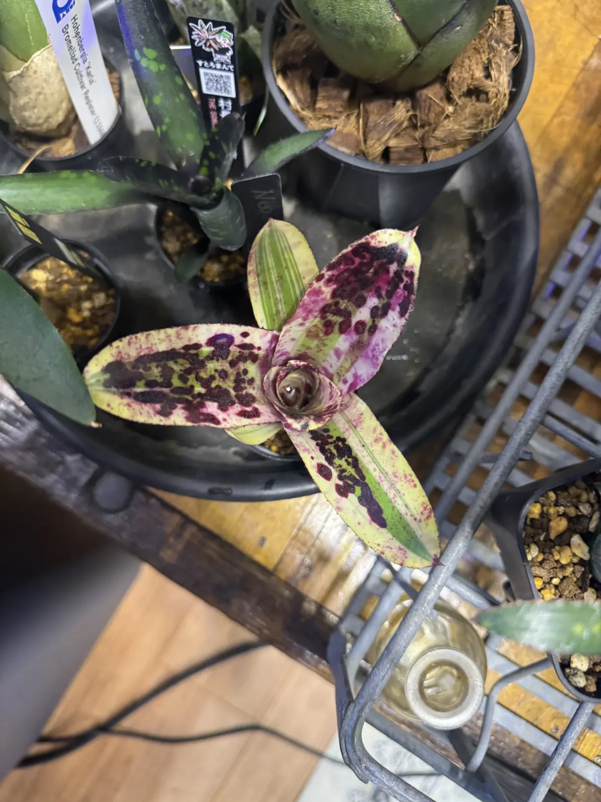 ネオレゲリア　ブルーベリーチーズケーキ