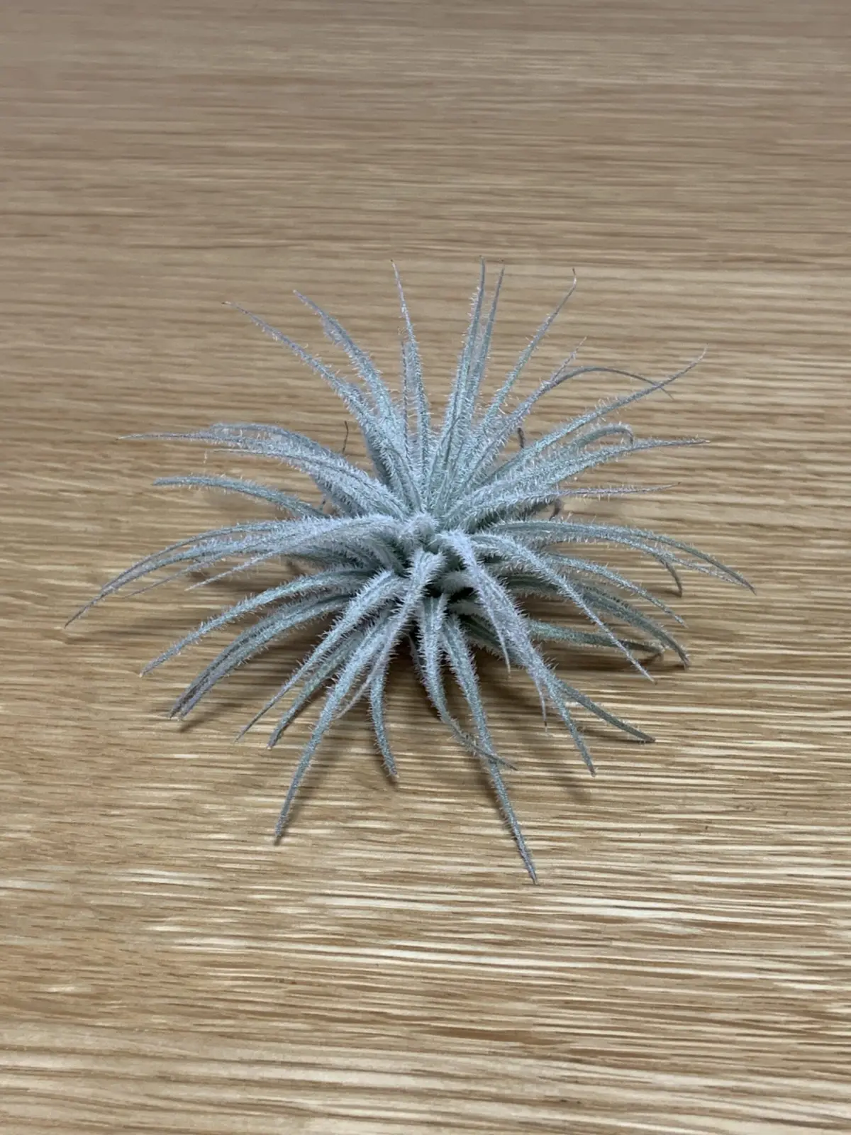 ティランジア　テクトラム