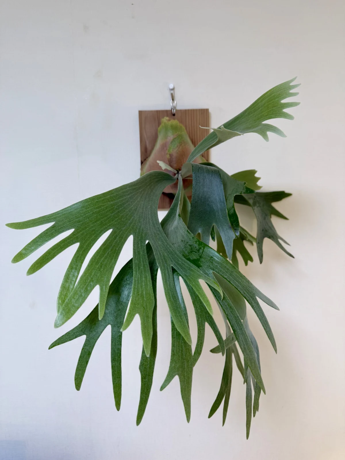 ビカクシダ ウィリンキー スポア