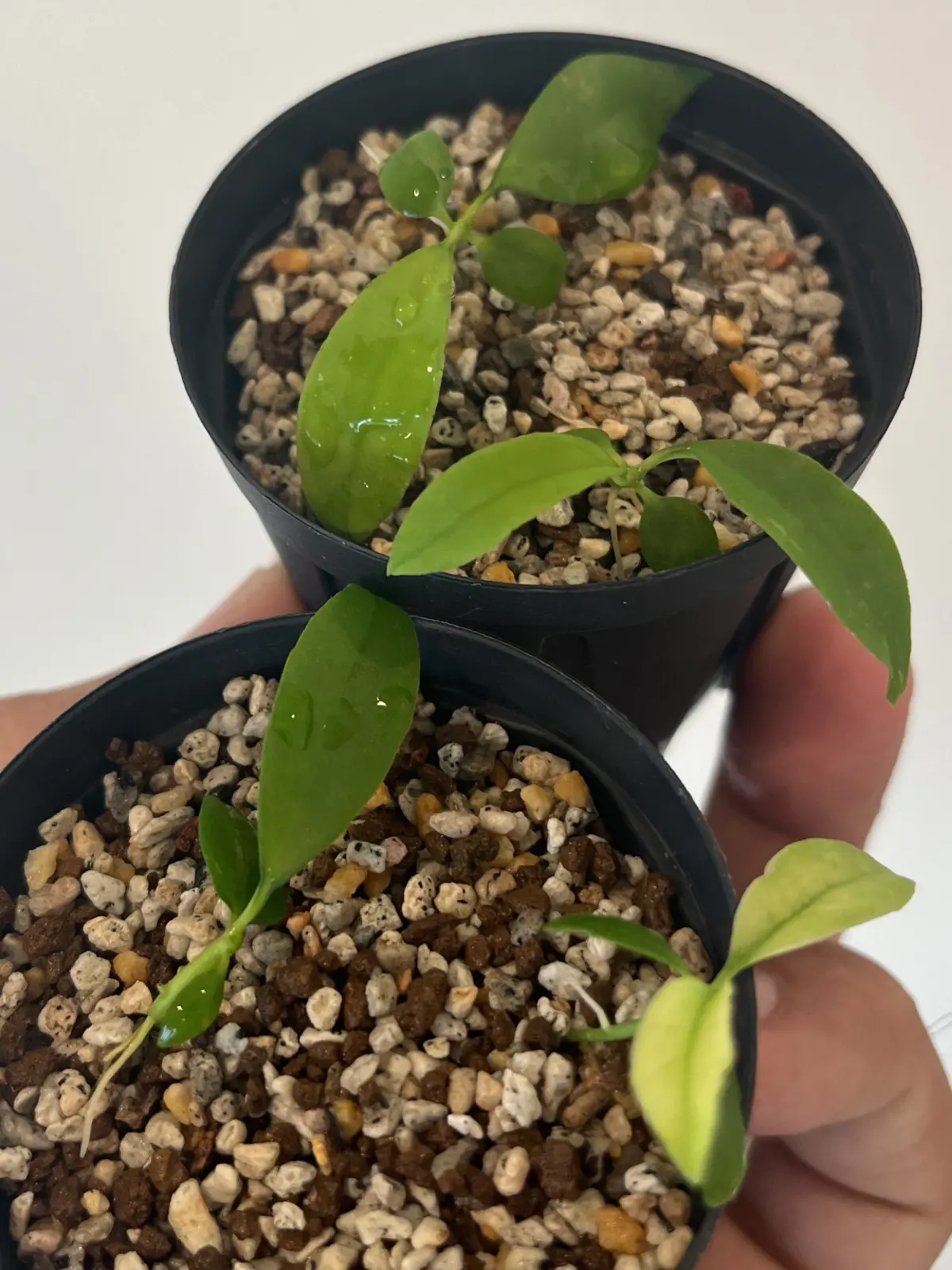 ホヤ　フィンレイソニー　種　発芽　