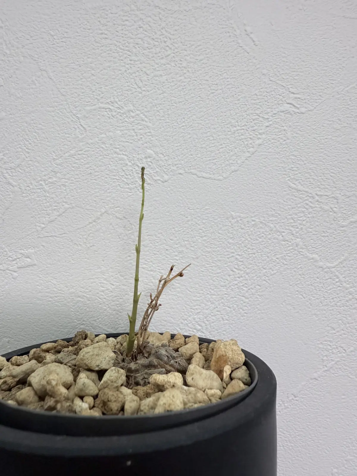 起きてきた亀甲竜