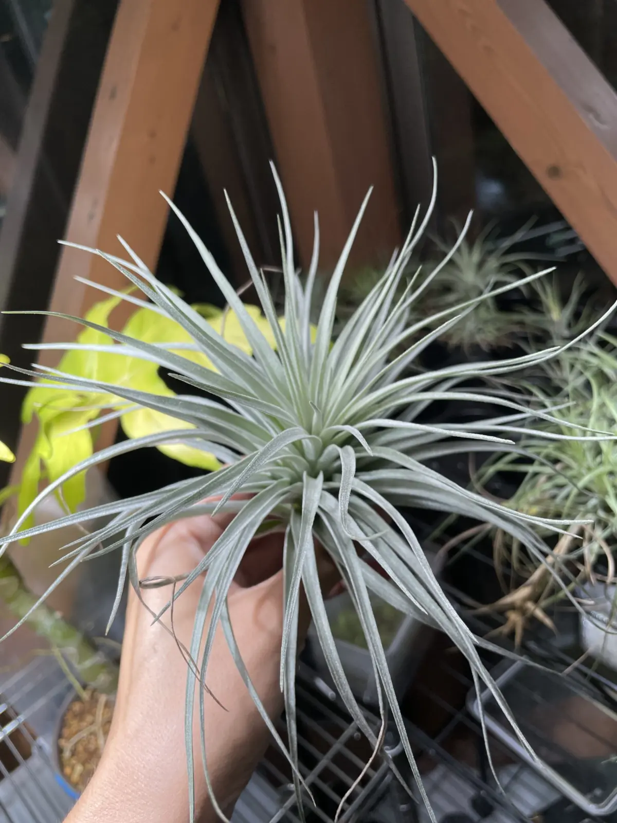 ティランジア　名前不明