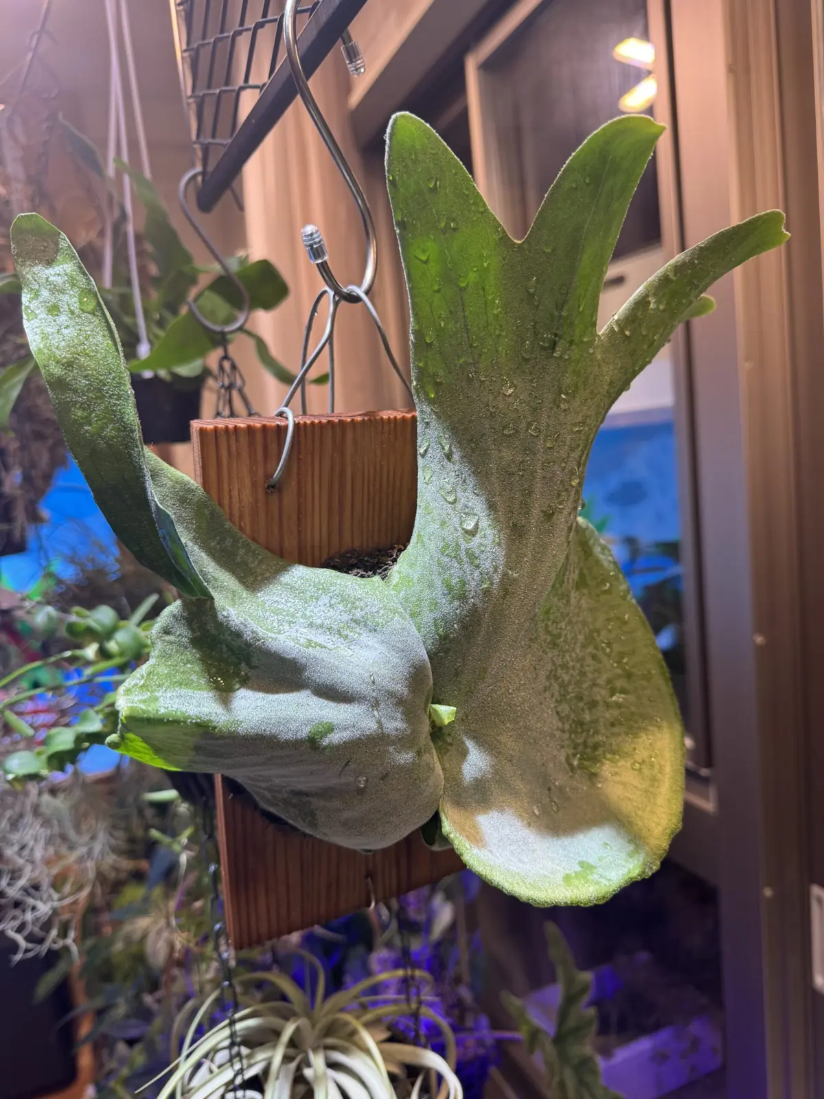 ビカクシダ　グランデ