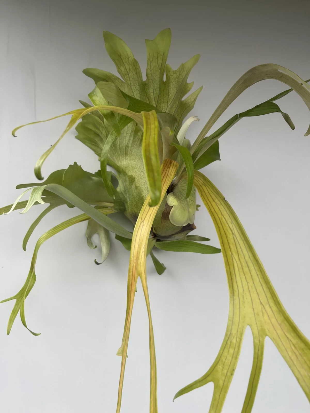 ビカクシダ トサカ