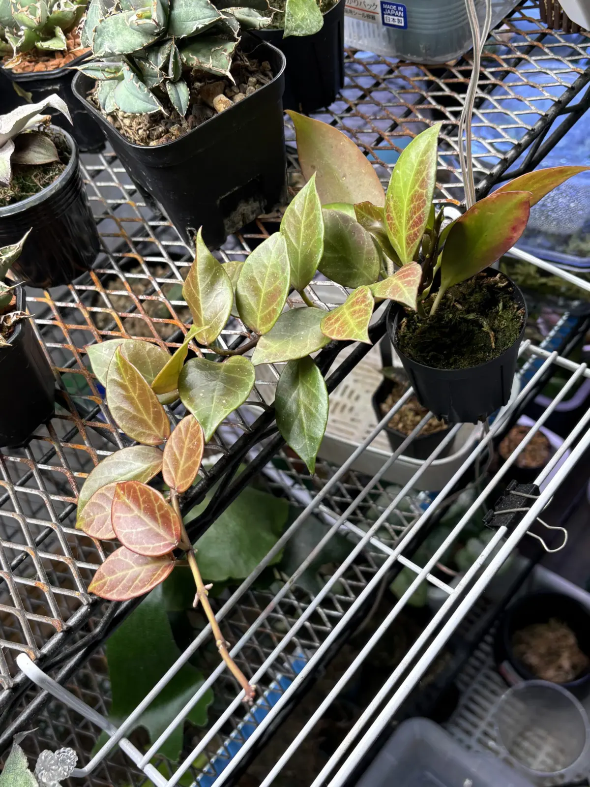 ホヤ　オブスクラ　挿し木成長