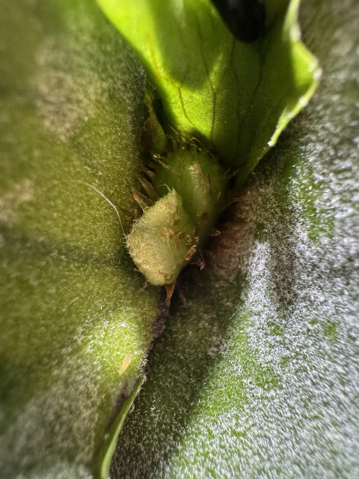 ビカクシダ グランデ 成長点