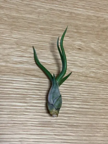ティランジア　ブルボーサ