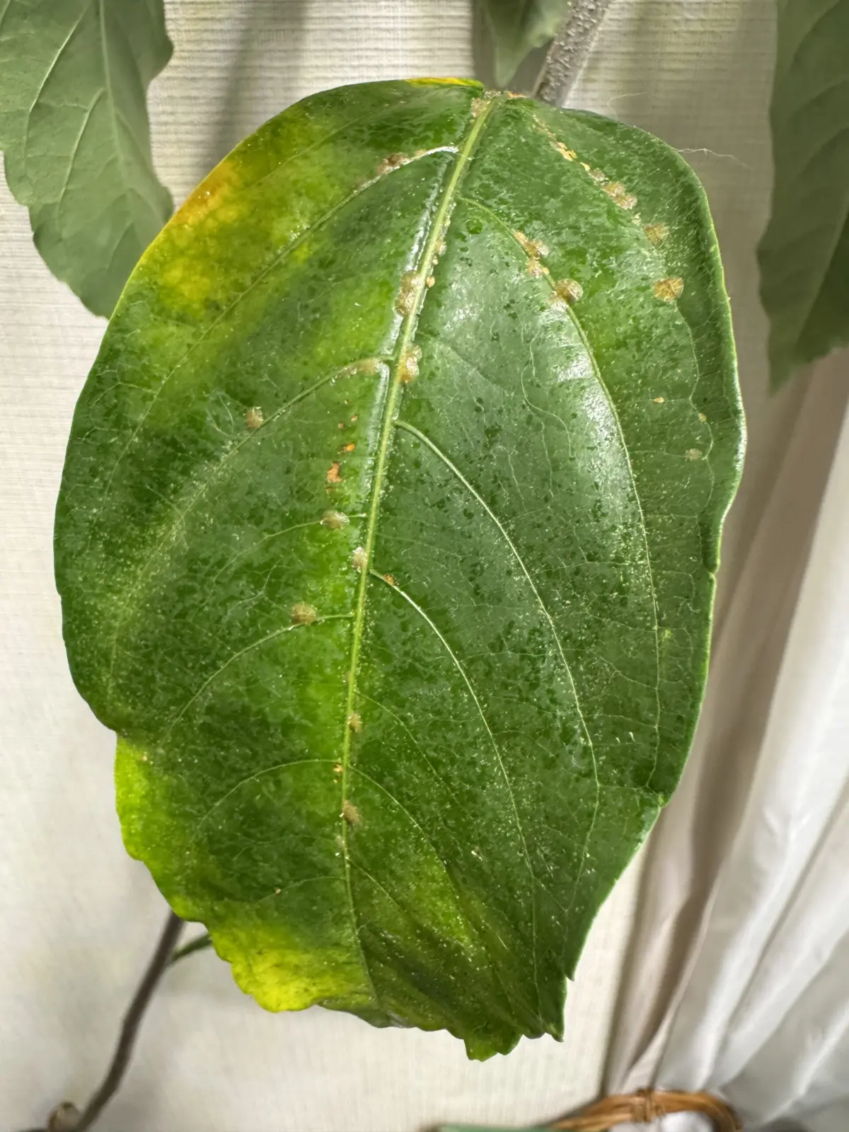 バオバブ　ディギタータ　害虫