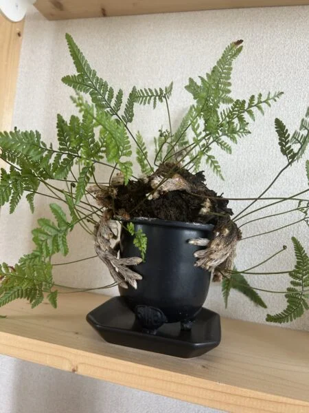 トキワシノブ　石化