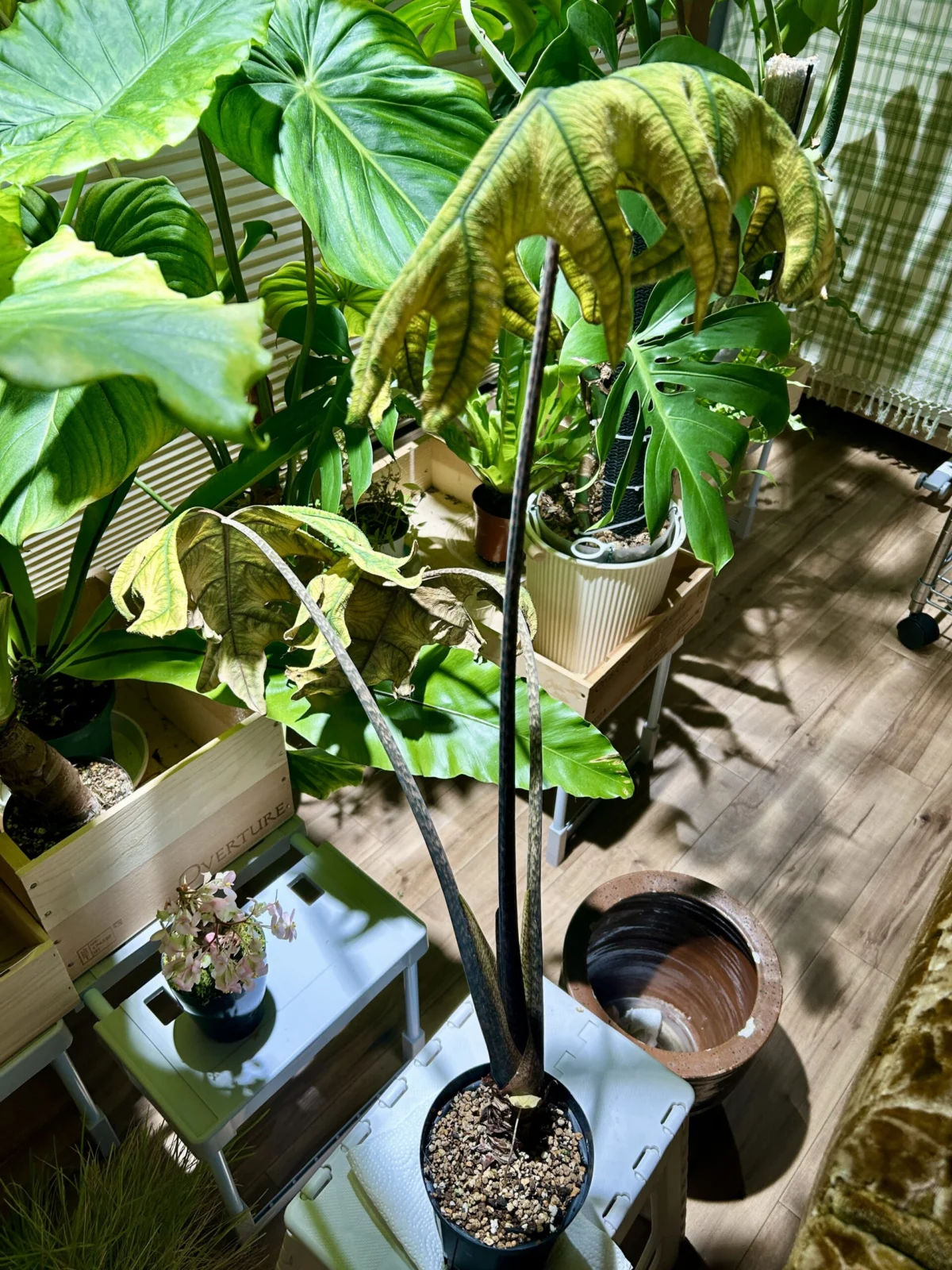 アロカシア ジャクリン 瀕死