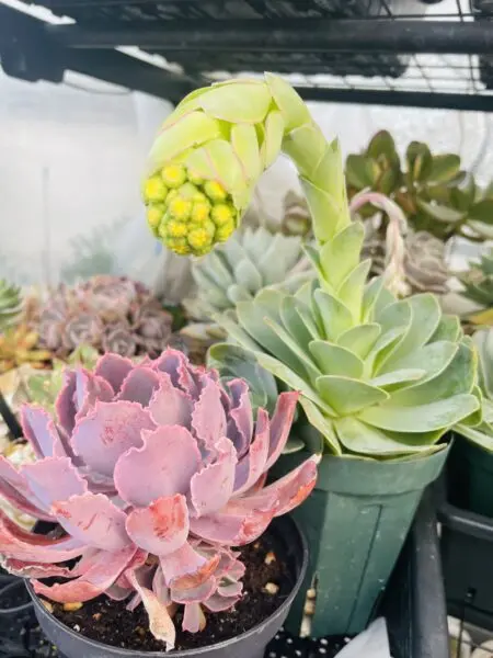 アエオニウム　グリーノビア　パンドラ　多肉植物　花　管理