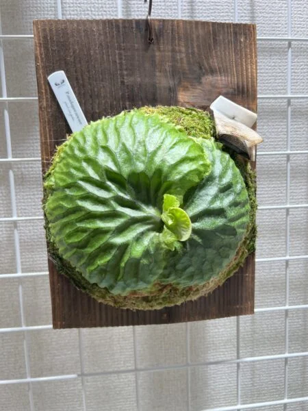 ビカクシダ マダガスカリエンセ