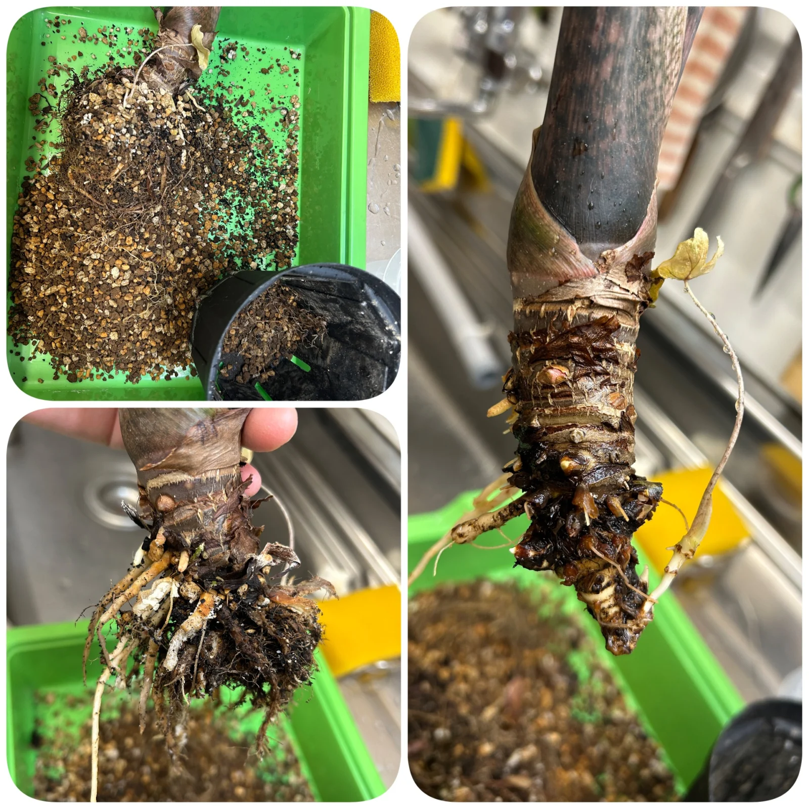 アロカシア ジャクリン 根腐れ