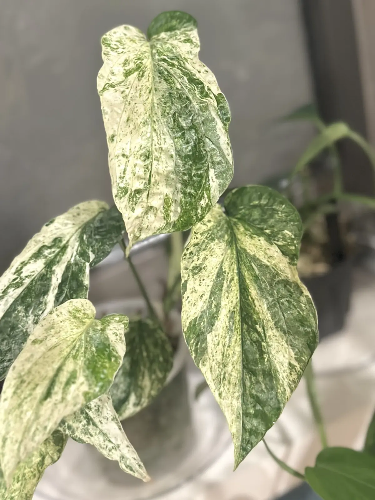 アミドリウム　ジッペリアナム　バリエガータ