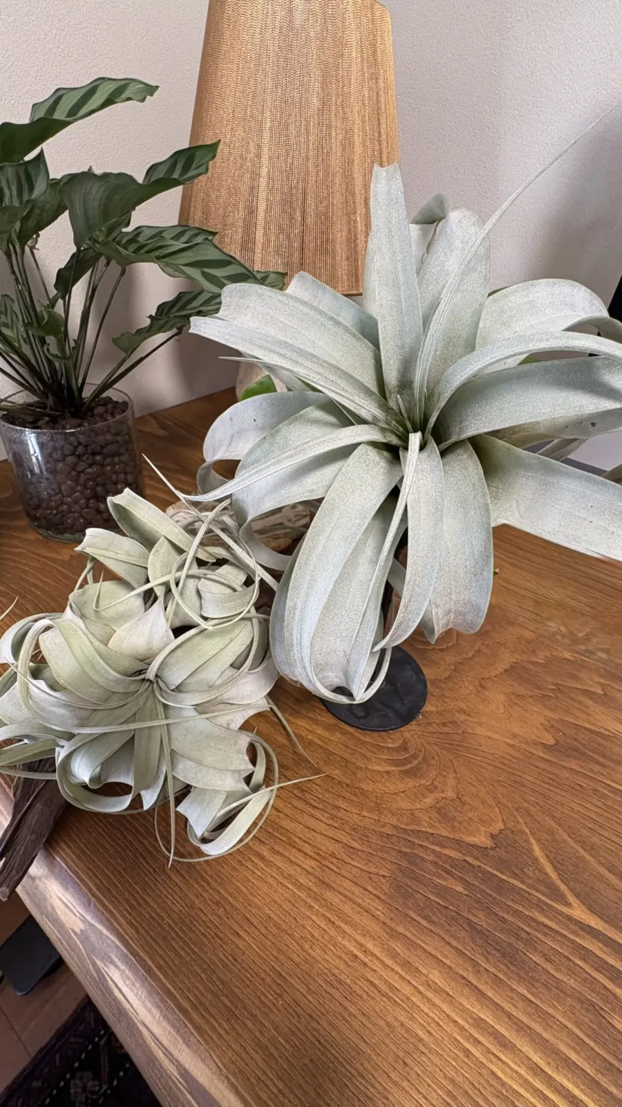 ティランジア / キセログラフィカ