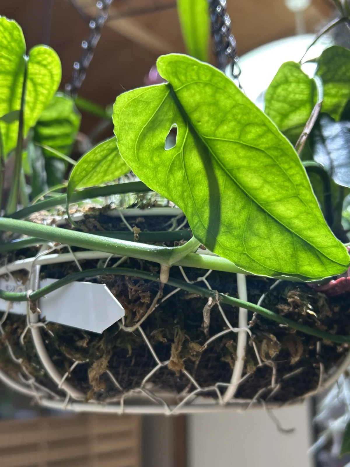 モンステラ　シルテペカナ　穴