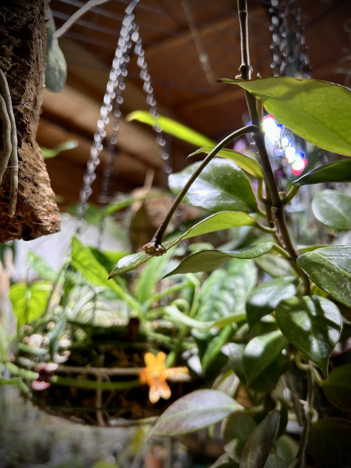 ホヤ　オブスクラ　花座