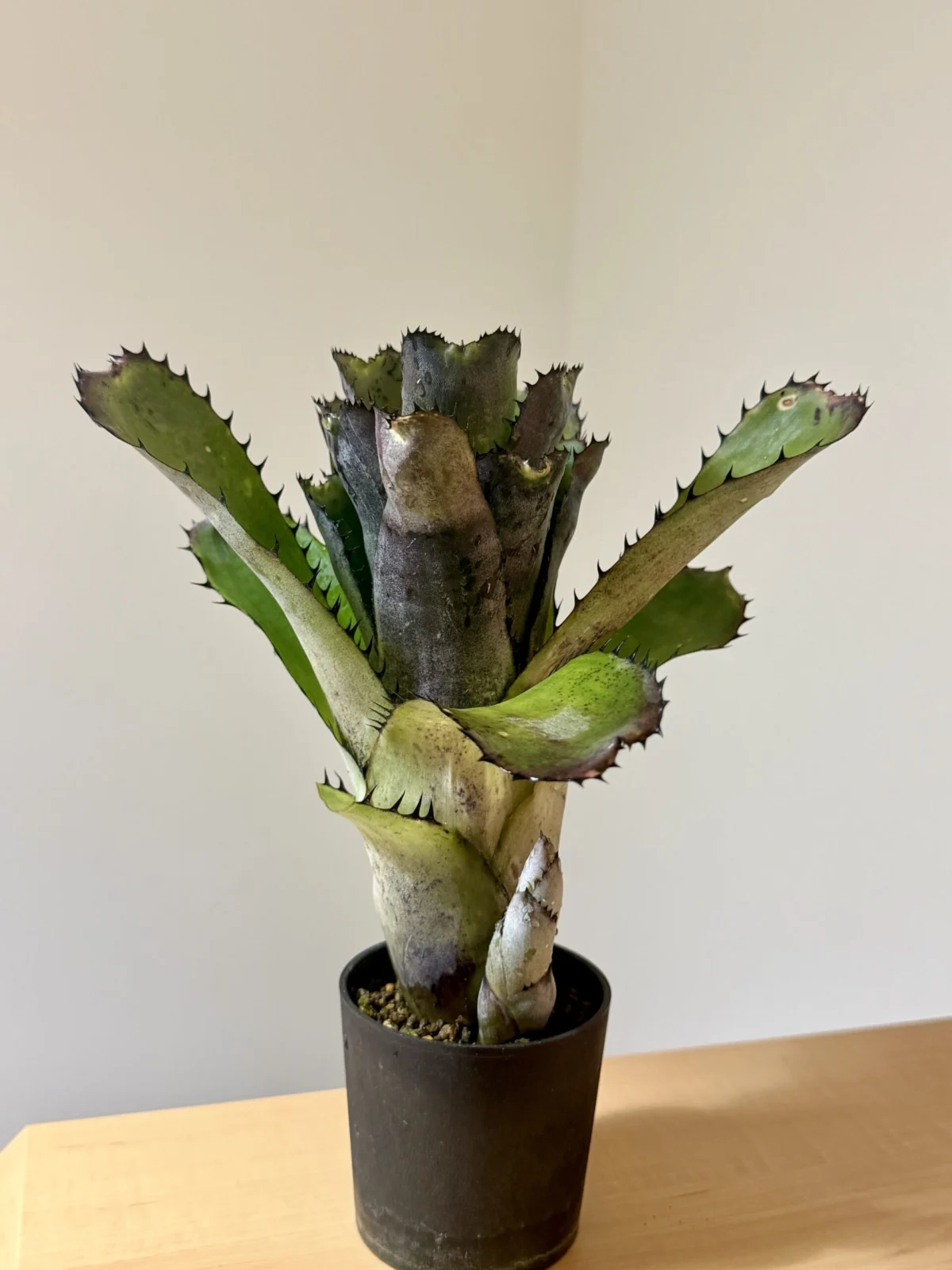 ビルベルギア　サンデリアーナ