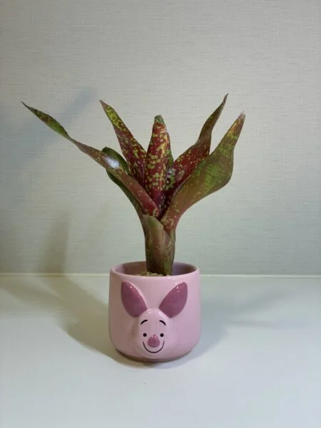ネオレゲリア ピグレット