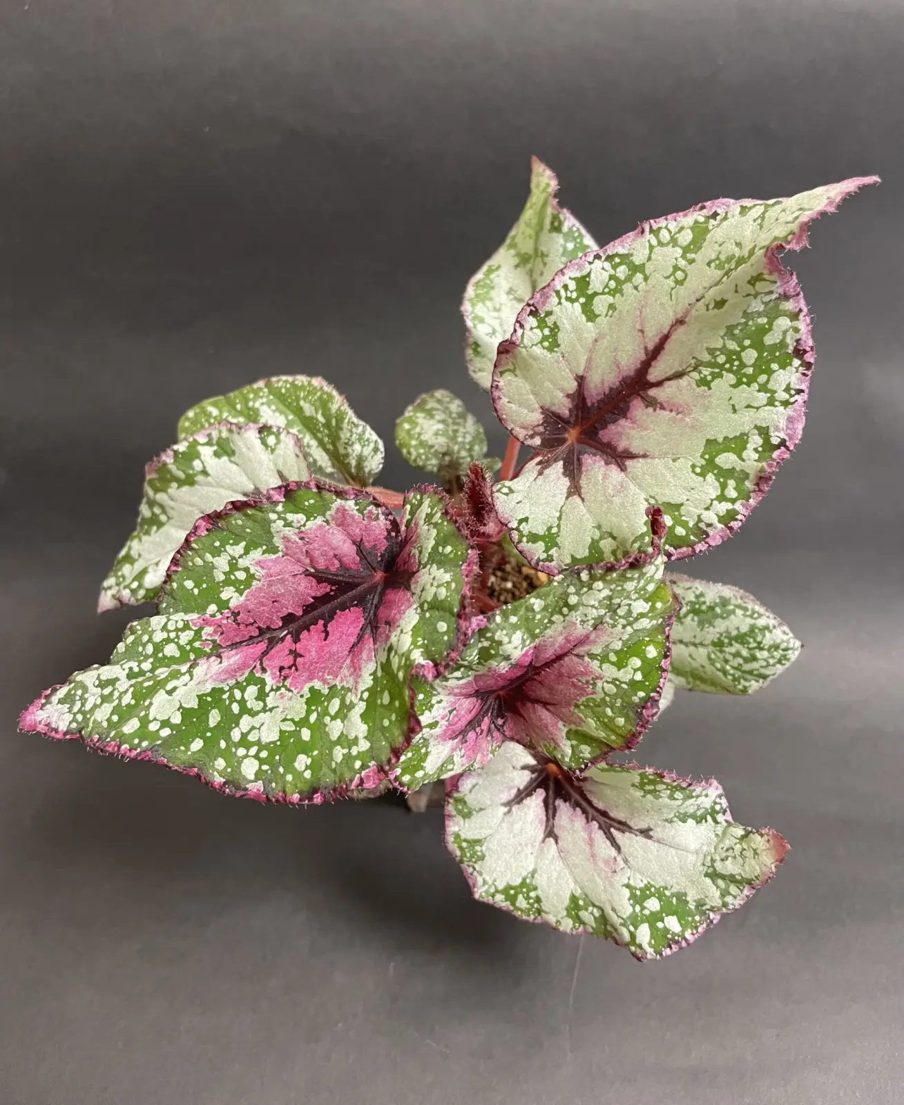 レックスベゴニア