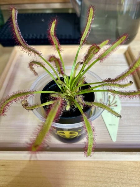 モウセンゴケ