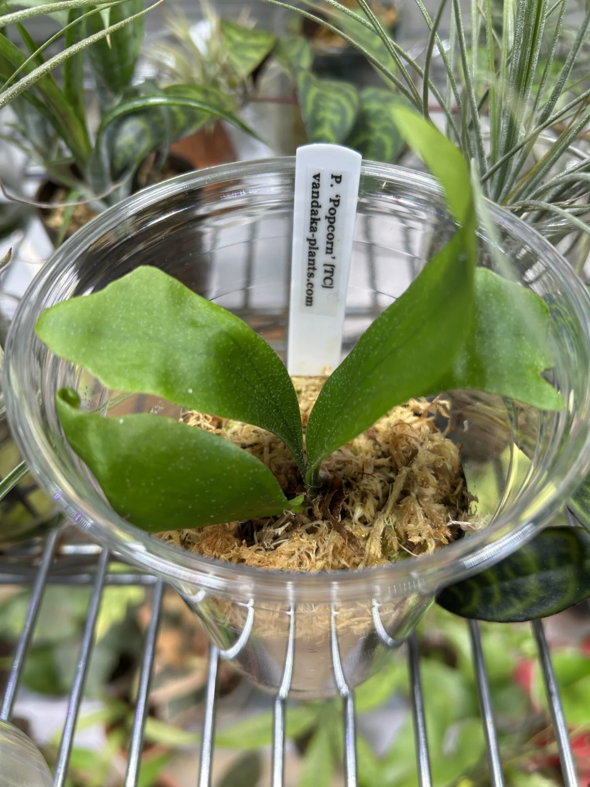 ビカクシダ ポップコーン