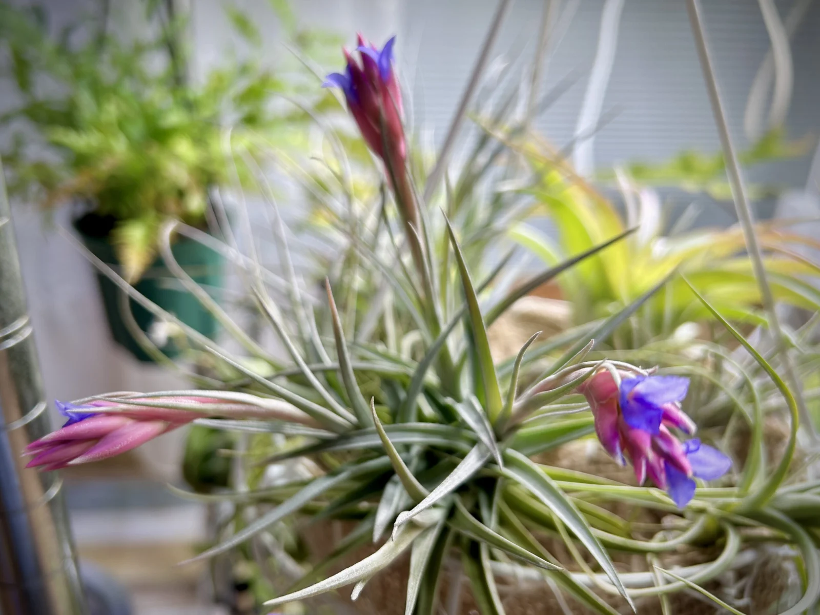 ティランジア　般若箱