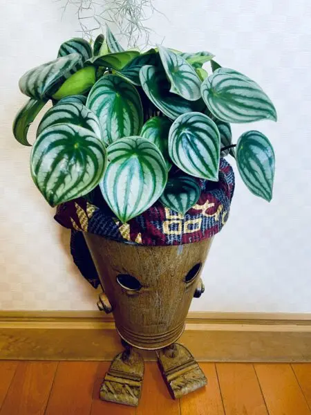 ぺぺロミア サンデルシー スイカぺぺ