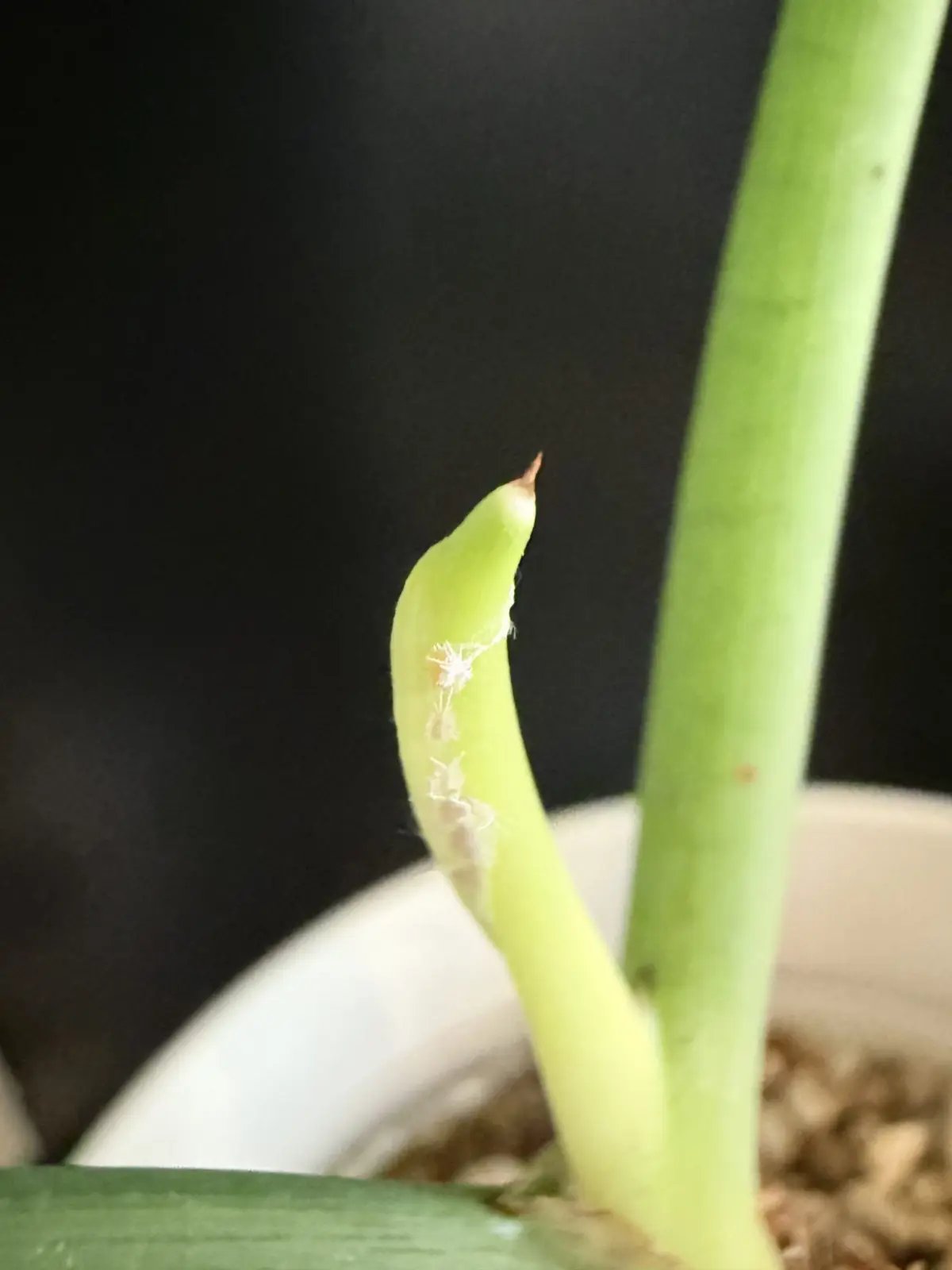 アロカシア　ドラゴンスケール　新芽にカイガラムシ整列