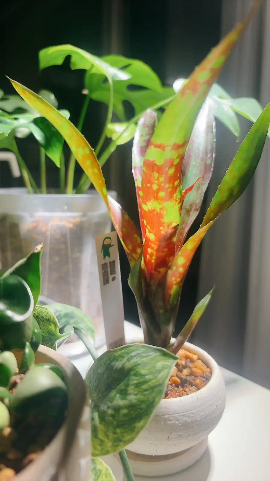 ネオレゲリア　フルサークル