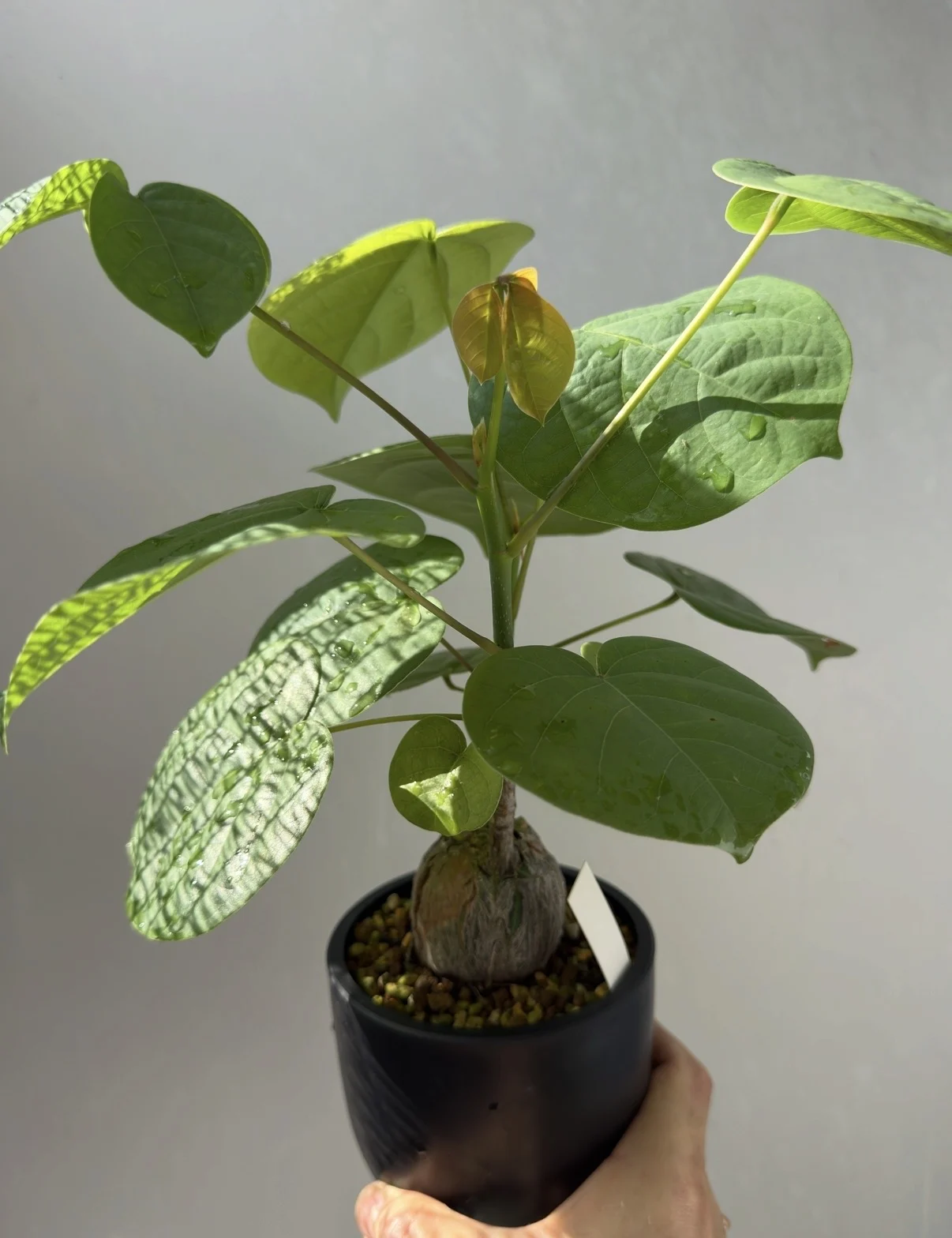 プセウド ボンバックス 塊根植物
