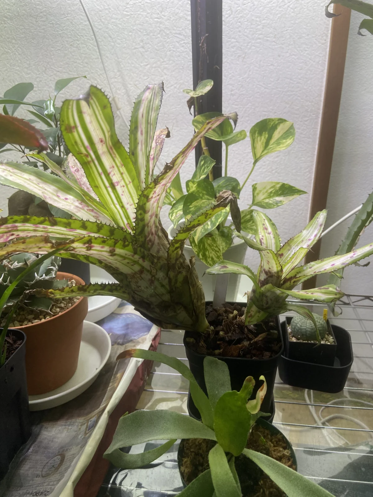 エクメア　オーランディアナ　リバースエンサイン