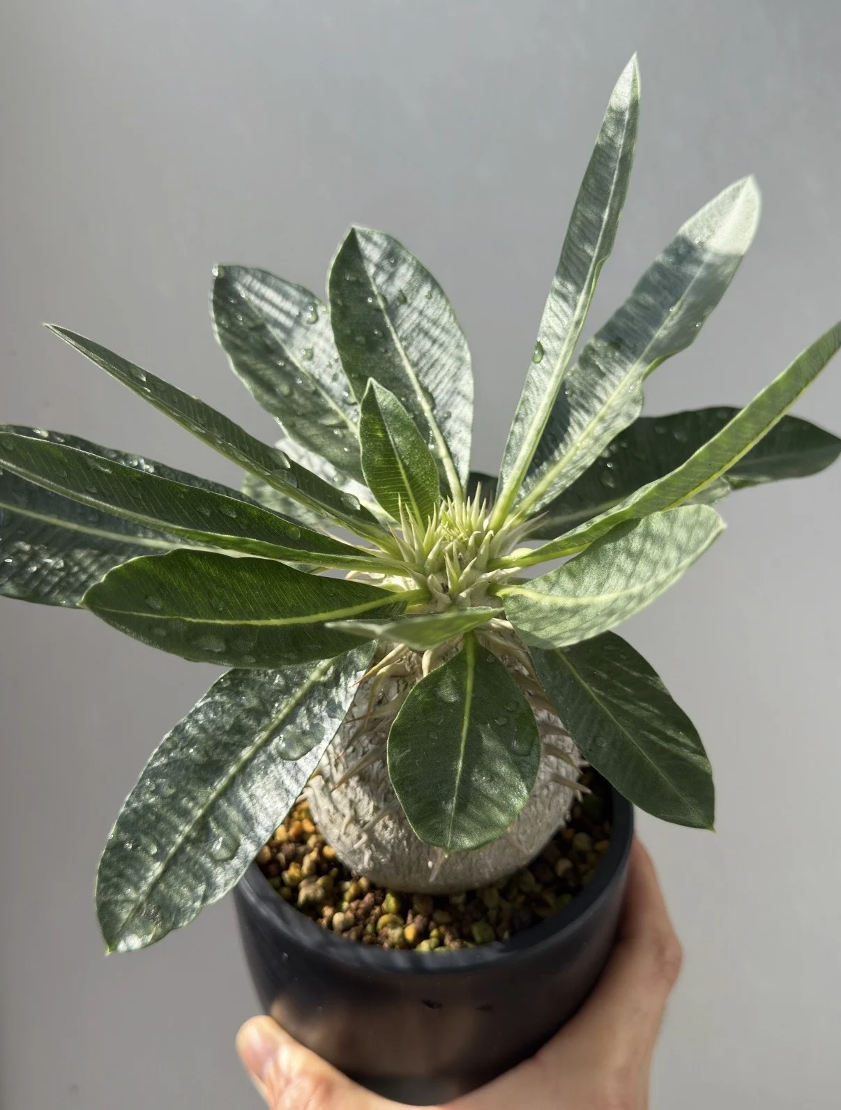 パキポディウム 札落ち 塊根植物