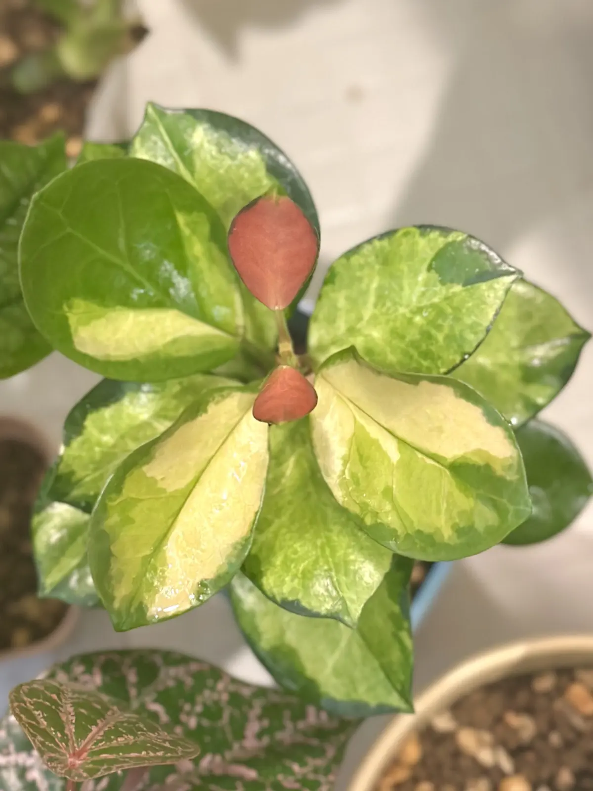 ホヤ　オーストラリスリサ