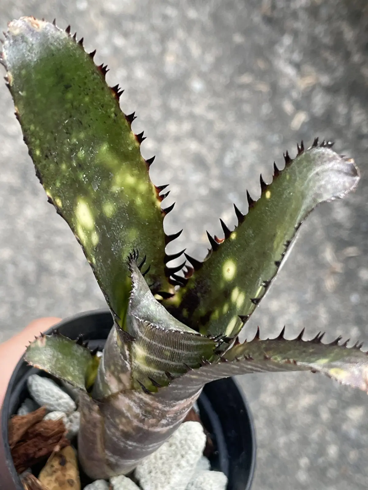 ビルベルギア　ドミンゴスマルティンス×ハレルヤ　選抜