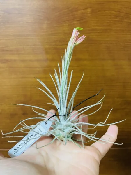 ティランジア プルモーサ 花