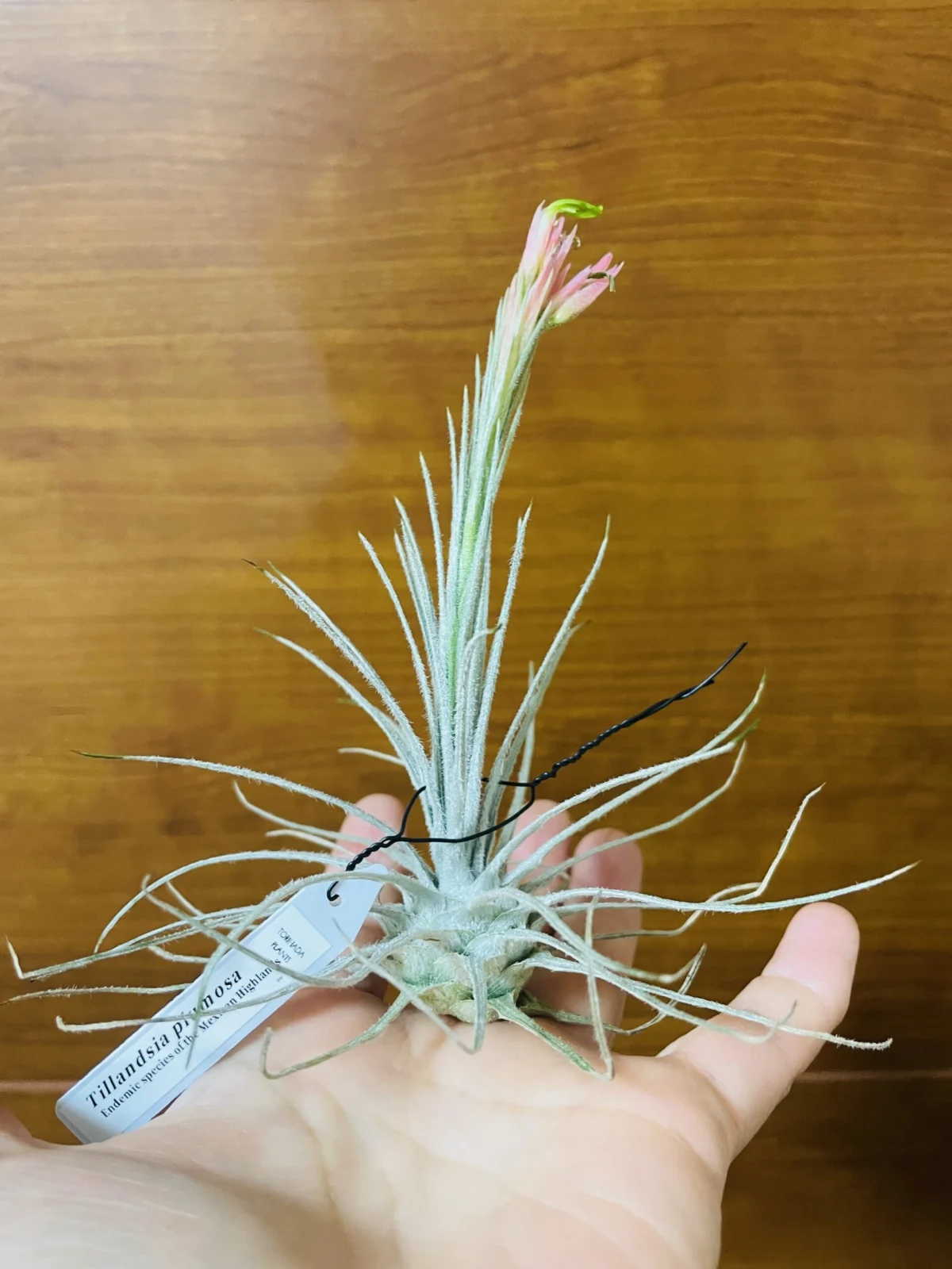 ティランジア　プルモーサ　花