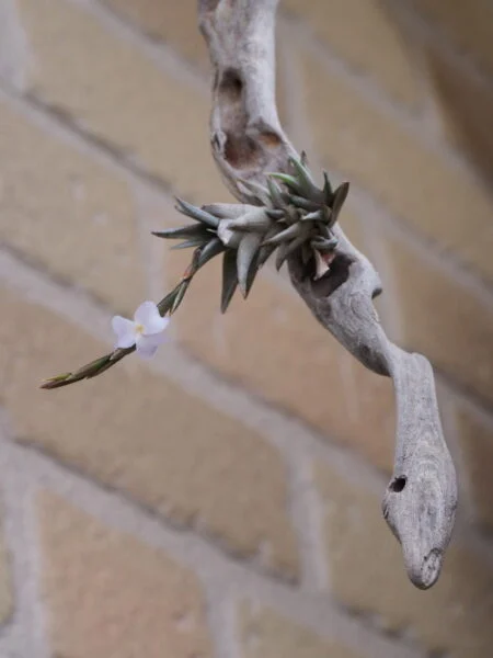 ティランジア　ペイラノイ　開花