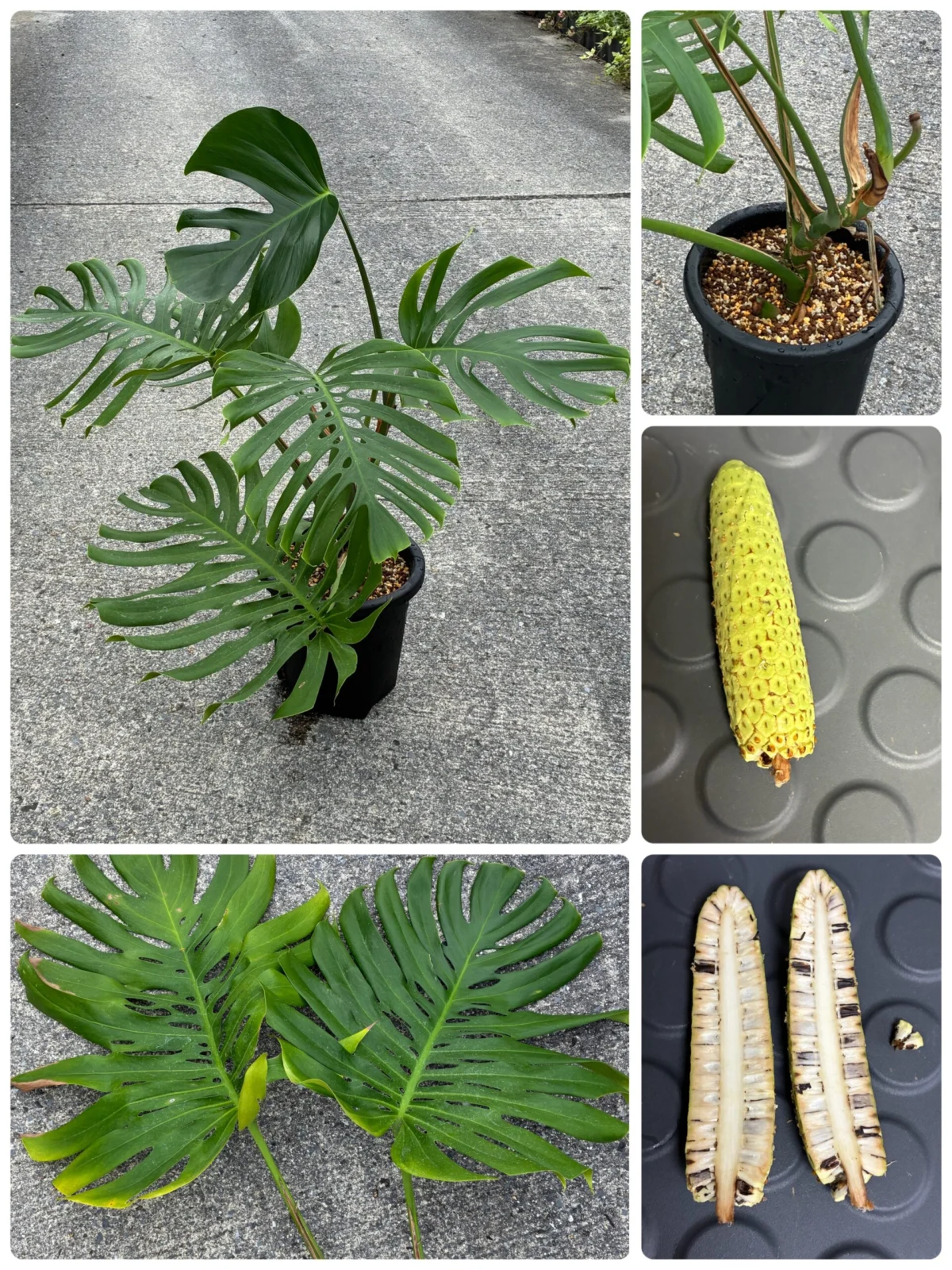 モンステラ – Plants Navi