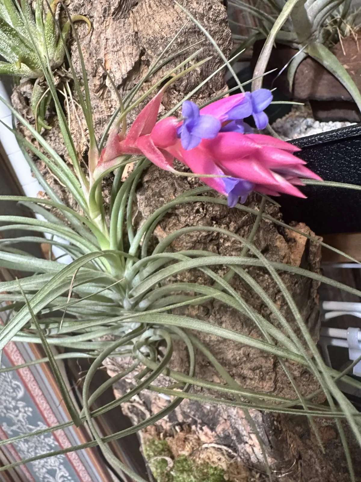 ティランジア/メテオーロロサ 花