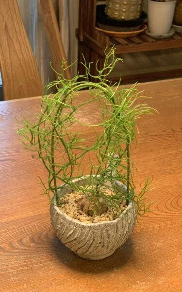 ボウィエア 蒼角殿