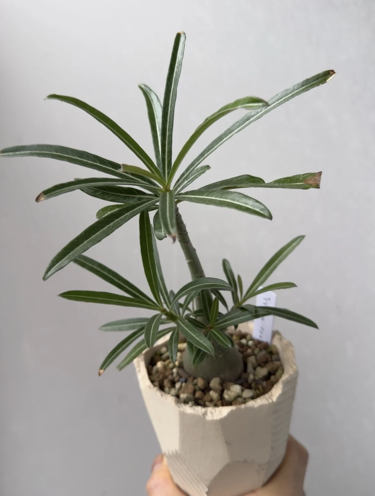 アデニウム ソマレンセ 塊根植物