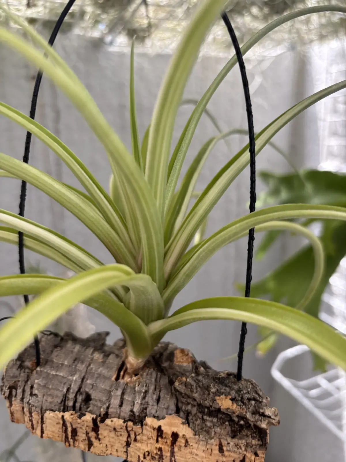 チランジア　デボラアン　