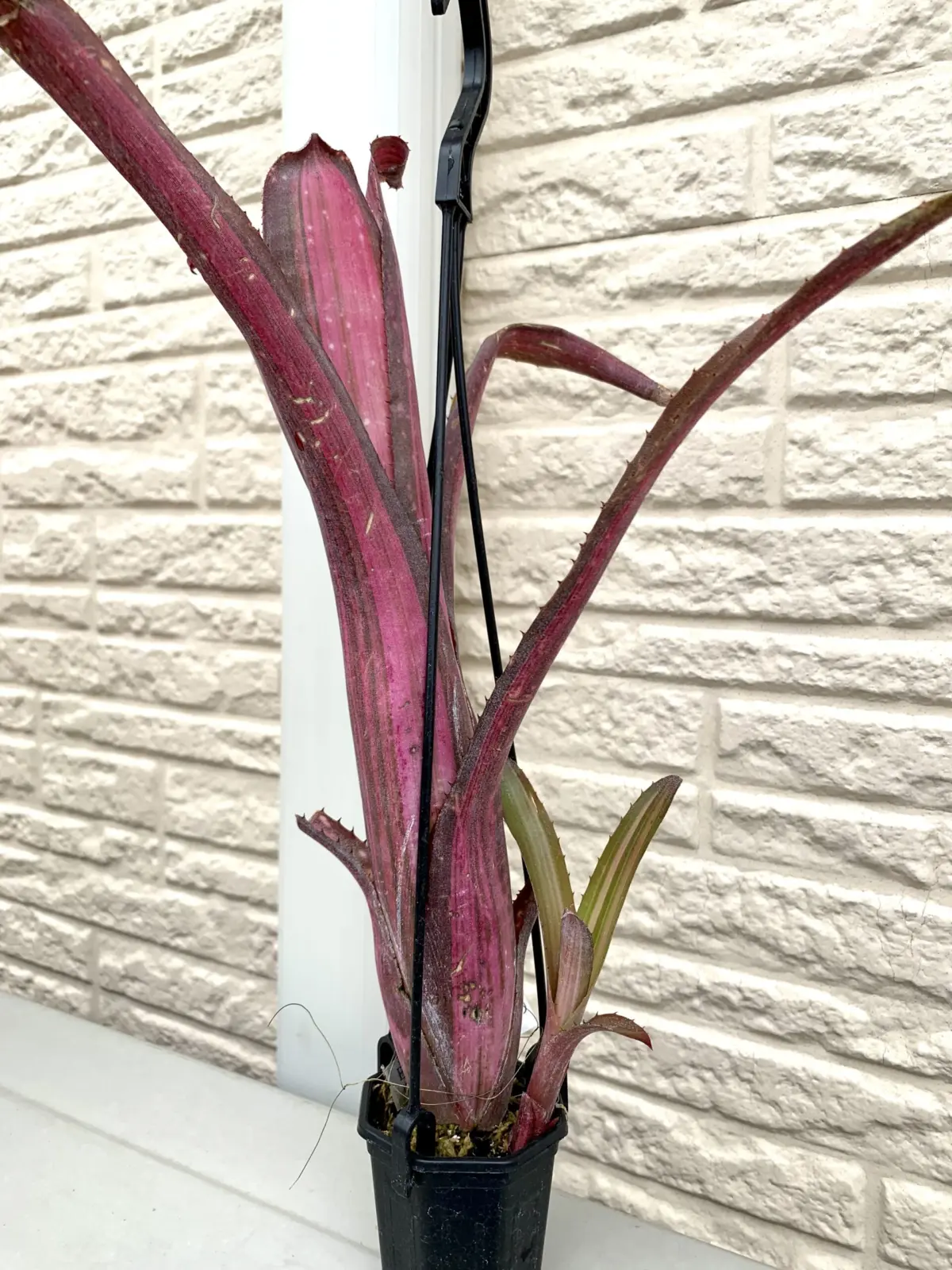 ビルベルギア　ベリシマ斑入り　ベリッシマ