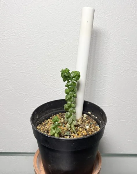 ペペロミア　コルメラ　’Peperomia columella’