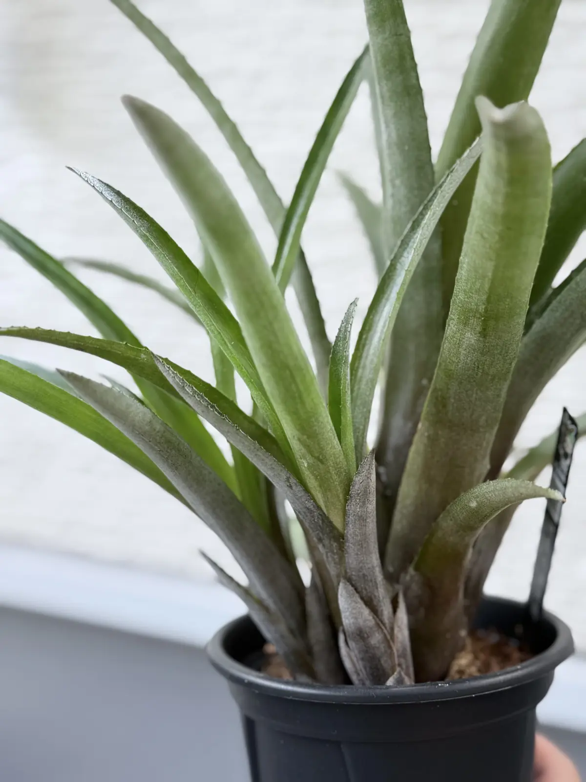 エクメア　ブルートゥース