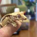 kein.kosurisugiのアバター