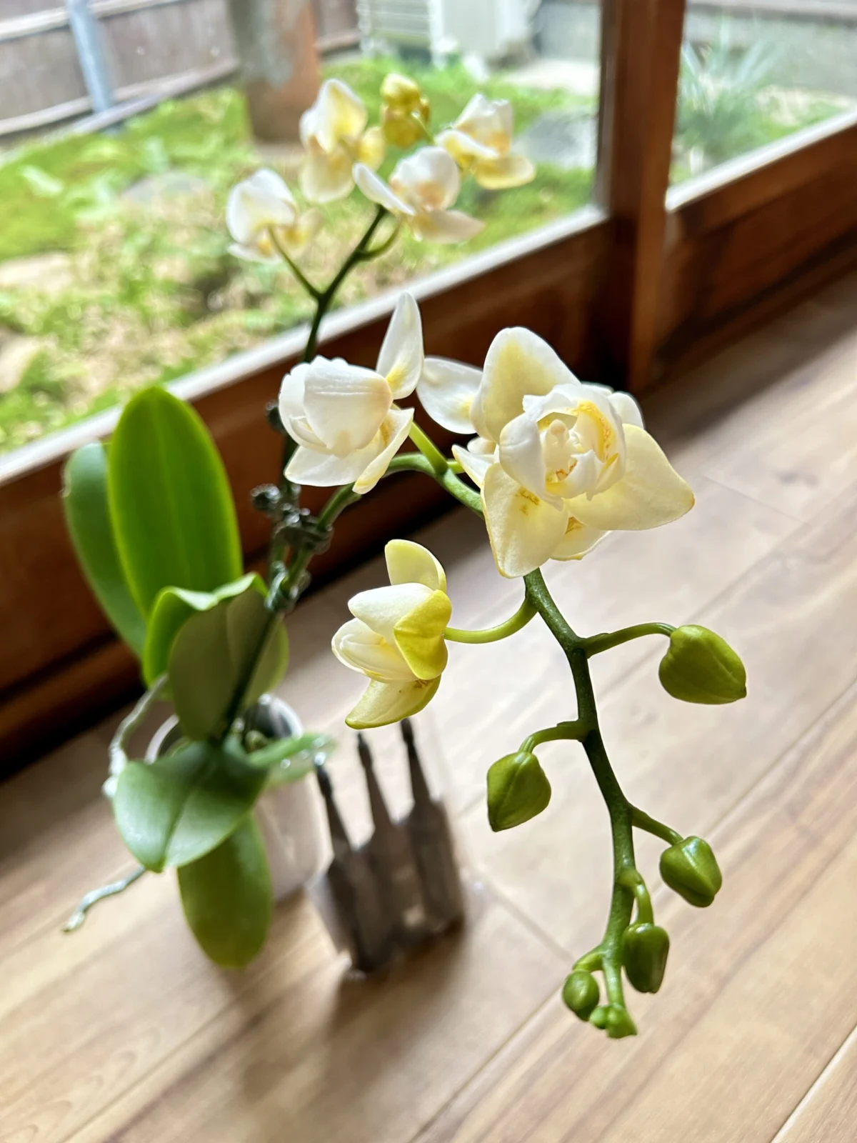 胡蝶蘭　テスト品種　カララ　Water Elf