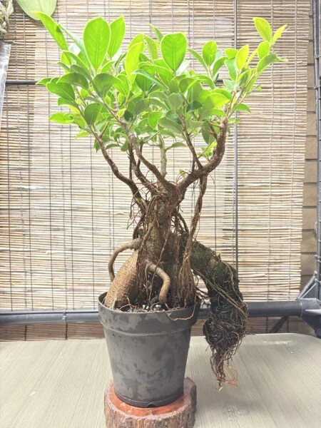 ガジュマル　気根チャレンジ　㉓